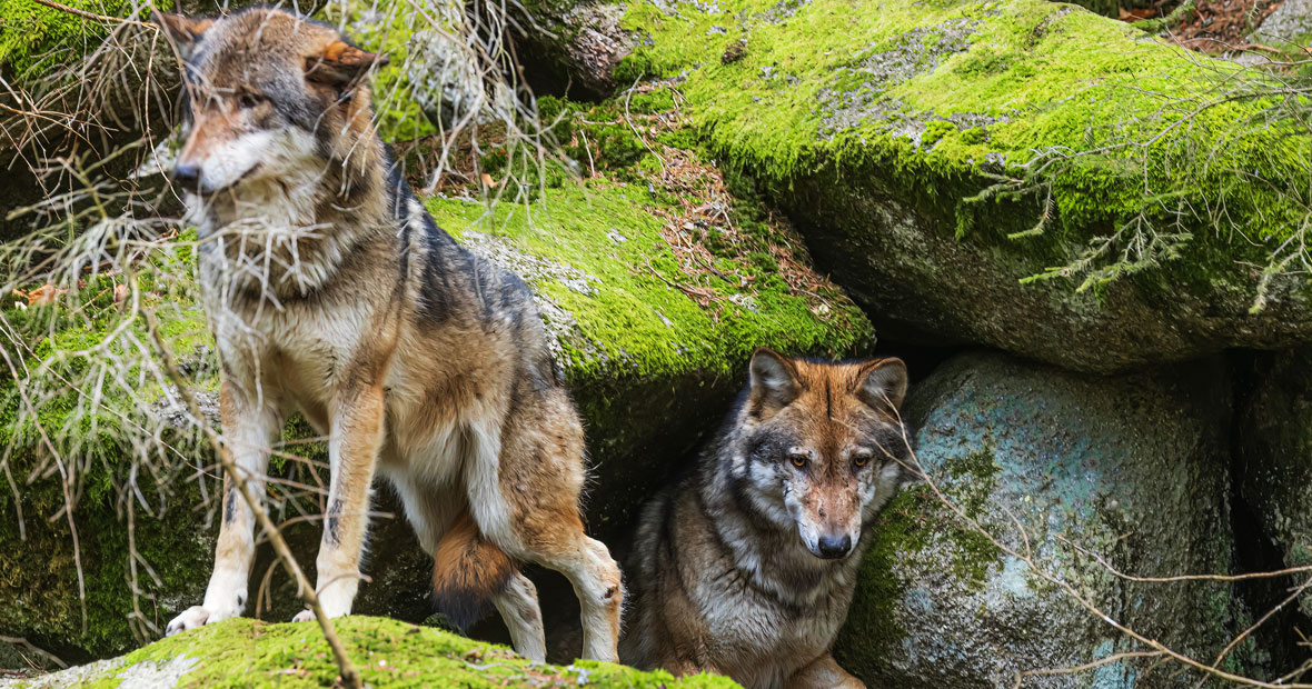 régime alimentaire du loup
